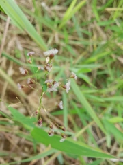 Fimbristylis quinquangularis quinquangularis