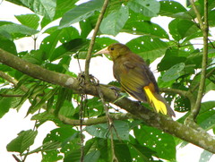 Russet-Backed Oropendola photo 4