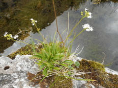 Valeriana saxatilis