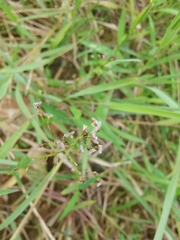 Fimbristylis quinquangularis quinquangularis