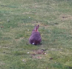 Oryctolagus cuniculus