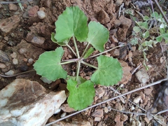 Centella asiatica