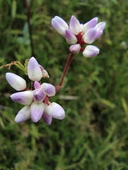 Persicaria thunbergii