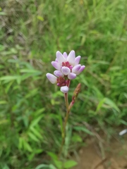 Persicaria thunbergii