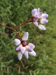 Persicaria thunbergii