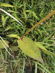 Persicaria thunbergii