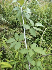 Rubus coreanus