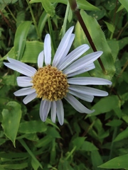 Aster indicus
