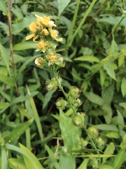 Agrimonia pilosa