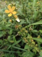 Agrimonia pilosa