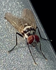 Anthomyia pluvialis