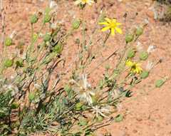 Othonna leptodactyla