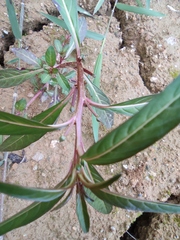 Ludwigia prostrata