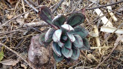 Echeveria nodulosa