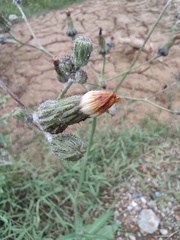 Sonchus wightianus