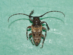 Aegomorphus borrei