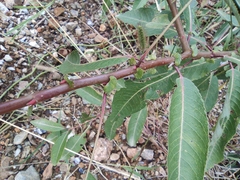 Salix chaenomeloides