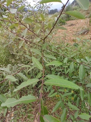 Salix chaenomeloides
