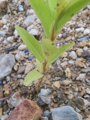 Salix chaenomeloides