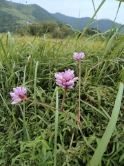 Persicaria thunbergii