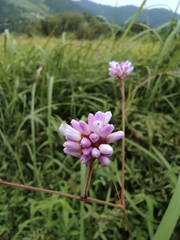 Persicaria thunbergii