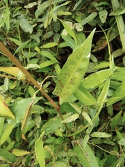 Persicaria thunbergii
