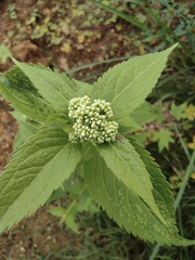 Eupatorium chinense