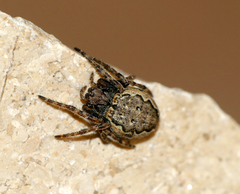 Nuctenea umbratica
