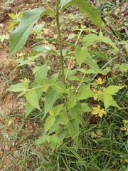 Eupatorium chinense
