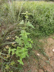 Eupatorium chinense
