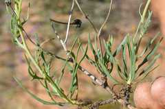 Othonna leptodactyla