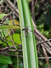 Apodynerus formosensis