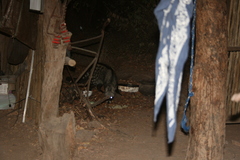 Civettictis civetta australis