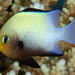 Dascyllus-Do-Mar-Vermelho - Photo (c) FishWise Professional, alguns direitos reservados (CC BY-NC-SA)
