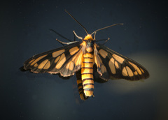 Amata humeralis