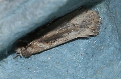 Infurcitinea