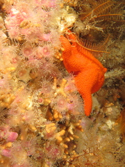 Callopatiria