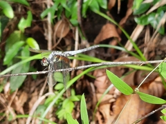 Brachydiplax chalybea