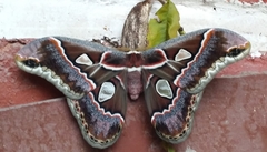Rothschildia cinctus