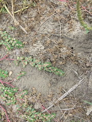 Euphorbia humistrata