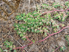 Euphorbia humistrata