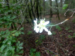 Amelanchier × lamarckii