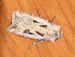 Agrotis spinifera