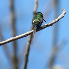 Discosura langsdorffi