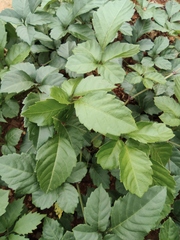 Causonis japonica
