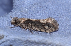 Infurcitinea