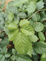 Causonis japonica