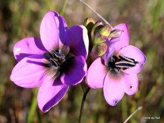 Ixia versicolor