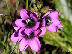 Ixia versicolor