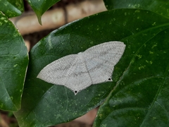 Acropteris ciniferaria